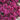 Sedum - Spot On Deep Rose