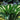 Hosta - Lakeside Little Tuft