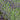 Lavender - Lavance Purple