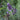 Lavender - Lavance Purple