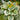 Hosta - Liberty