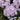 Phlox - Flame Lilac Star