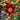 Asiatic Lily - Forever Susan