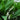 Lily Of The Valley