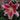 Asiatic Lily - Stargazer