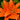 Asiatic Lily - Tiny Invader