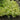Coral Bells - Lime Ruffles