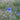 Flax - Blue Sapphire
