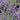 Catmint - Little Trudy