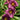 Daylily - Little Grapette