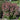 Joe Pye Weed - Little Joe