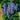 Lupine - Gallery Blue