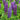 Lupine - Gallery Blue