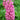 Lupine - Gallery Pink