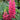 Lupine - Gallery Red