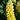 Lupine - Gallery Yellow