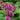 Bleeding Heart - Luxuriant