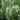 Sage - Lyrical White
