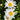 Shasta Daisy - Madonna