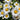Shasta Daisy - Madonna