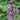 Delphinium - Magic Fountain Lilac Pink