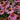 Coneflower - Magnus