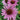 Coneflower - Magnus