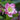 Lenten Rose - Wedding Party Maid of Honor