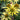 Coneflower - Maui Sunshine