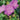 Geranium - Max Frei