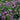 Geranium - Max Frei