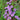 Blazing Star - Meadow