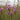 Blazing Star - Meadow