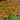 Blanket Flower - Mesa Bright Bicolor