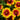 Blanket Flower - Mesa Bright Bicolor