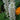 Lupine - Mini Gallery White