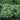Hosta - Minuteman