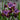 Iris - Siberian Peacock Butterfly Miss Apple