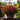 Fall Mums - Hanging Basket