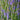 Speedwell - Moody Blues Dark Blue
