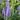 Speedwell - Moody Blues Dark Blue