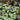 Lungwort - Moonshine