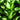 Hosta - Morning Star