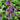 Catmint - Neptune