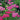 Yarrow - New Vintage Violet