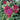 Yarrow - New Vintage Red