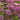 Yarrow - New Vintage Violet