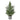 Norfolk Pine Potted Tree