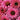 Coneflower - SunSeekers Sweet Fuschia