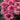 Coneflower - SunSeekers Sweet Fuschia
